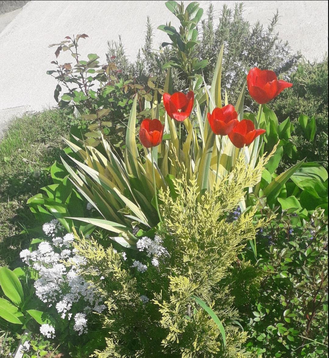 Kuca Za Odmor Zicanka Kraljevo Exterior photo